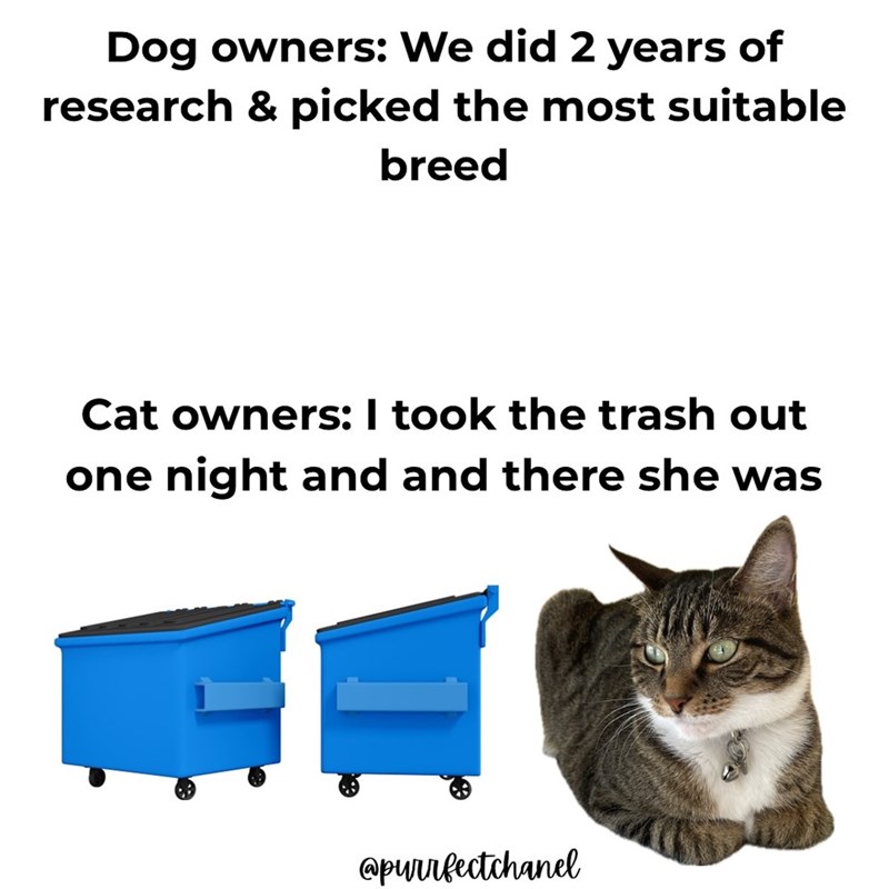 Dog owners: We did 2 years of research & picked the most suitable breed Cat owners: I took the trash out one night and and there she was @purrfectchanel