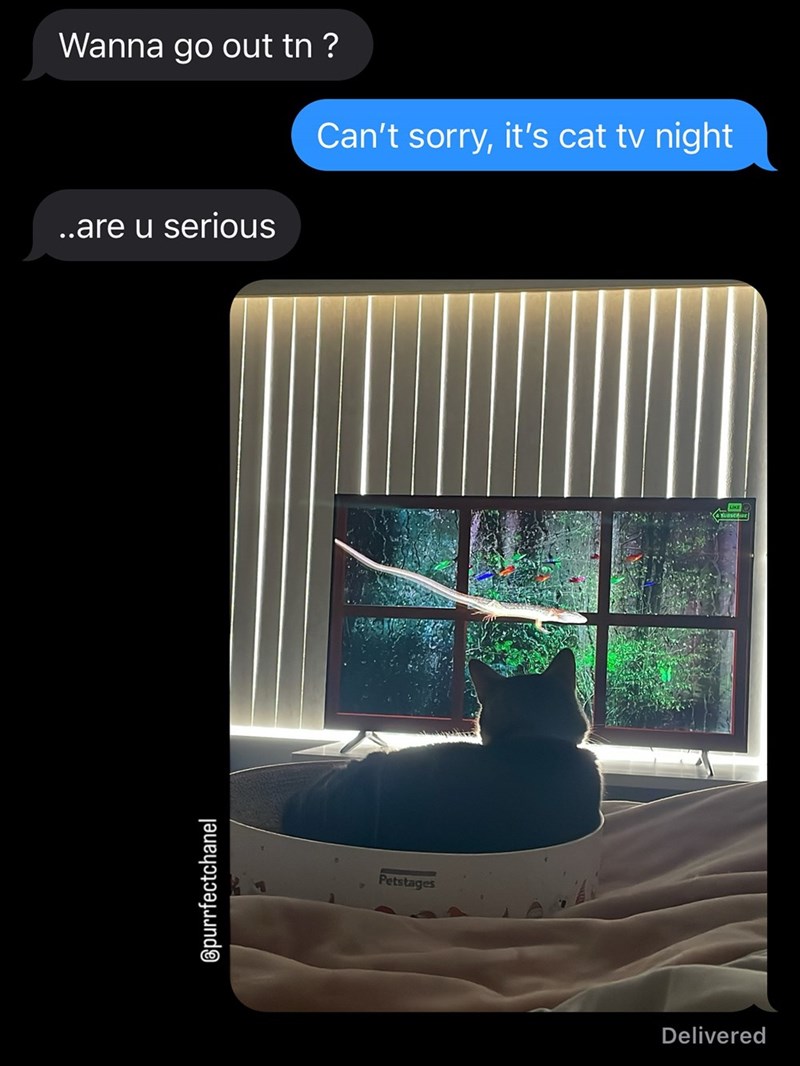 Wanna go out tn ? Can't sorry, it's cat tv night ..are u serious Spurrfectchanel Petstages Delivered