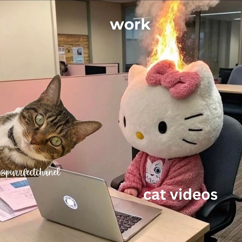 work @purrfectchanel cat videos