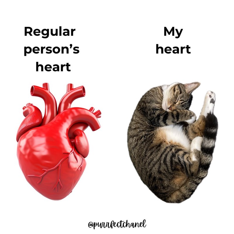 Regular person's heart My heart @purrfectchanel