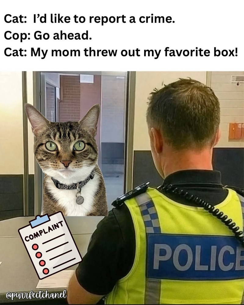 Cat: I'd like to report a crime. Cop: Go ahead. Cat: My mom threw out my favorite box! COMPLAINT www @purrfectchanel POLICE