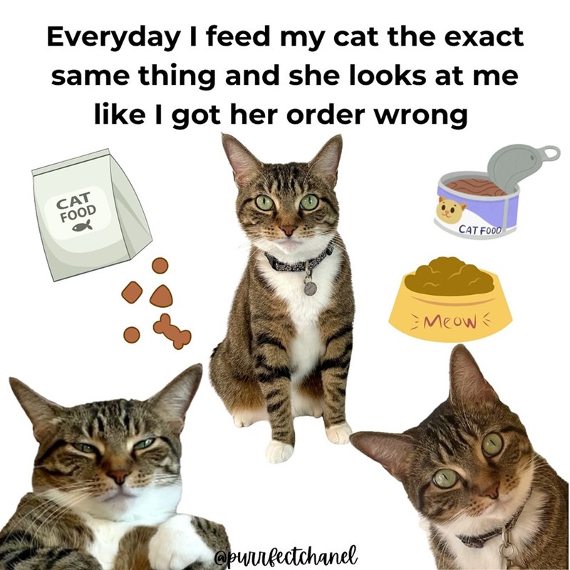 Everyday I feed my cat the exact same thing and she looks at me like I got her order wrong CAT FOOD x @purrfectchanel CAT FOOD Meow