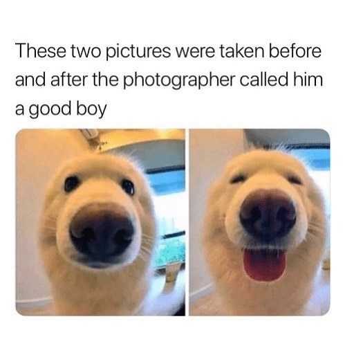 These two pictures were taken before and after the photographer called him a good boy