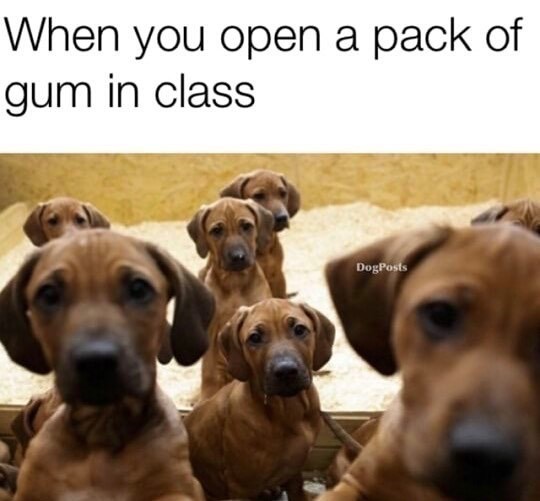 When you open a pack of gum in class DogPosts