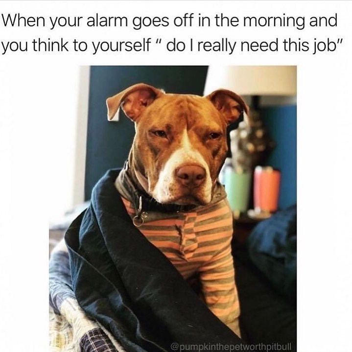 When your alarm goes off in the morning and you think to yourself" do I really need this job" @pumpkinthepetworthpitbull