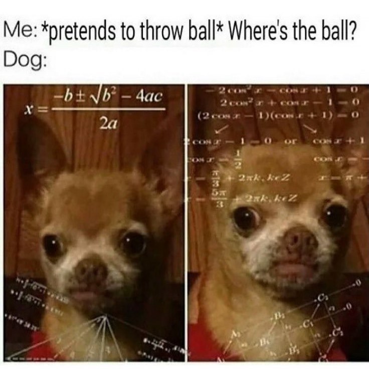 Me: *pretends to throw ball* Where's the ball? Dog: -b±√√b-4ac 2 co 2 cos + comr X= (2 cos-1)(cos +1)10 2a or COS 2 +2xk, keZ 3 15175 2ak, kez 2.0