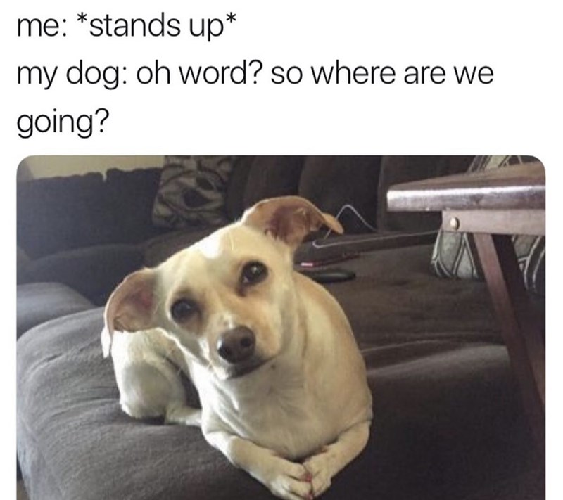 me: *stands up* my dog: oh word? so where are we going?