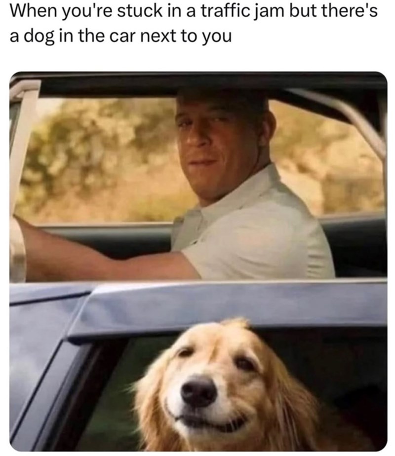 When you're stuck in a traffic jam but there's a dog in the car next to you