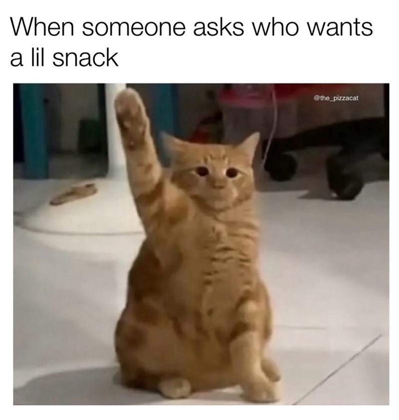When someone asks who wants a lil snack @the_pizzacat