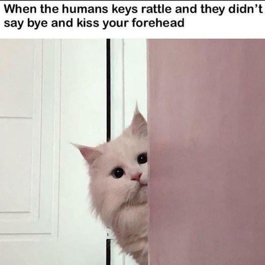 When the humans keys rattle and they didn't say bye and kiss your forehead