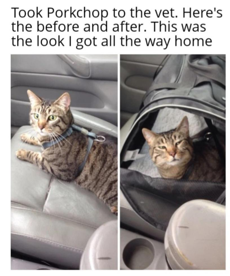 Took Porkchop to the vet. Here's the before and after. This was the look I got all the way home