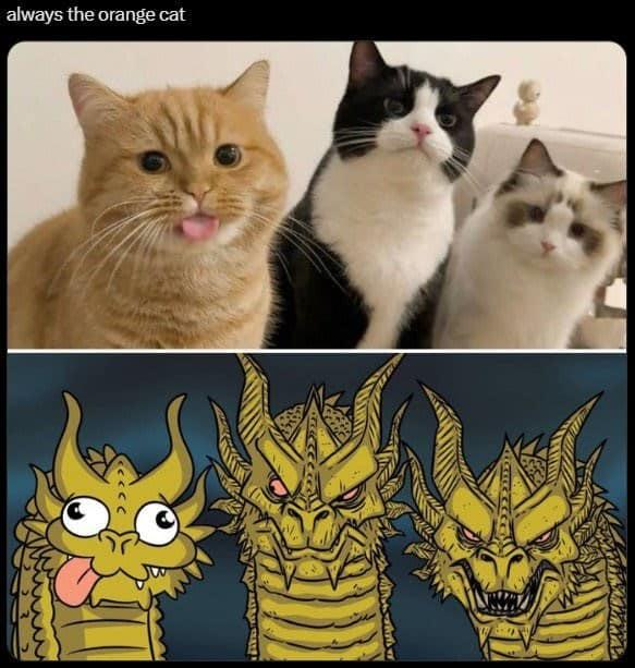always the orange cat