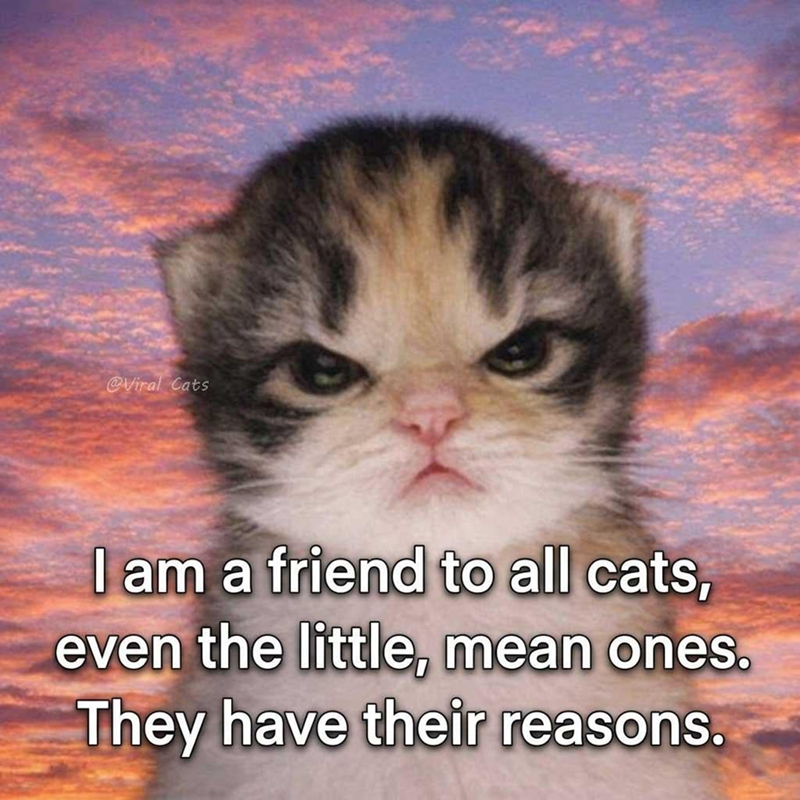 @Viral Cats I am a friend to all cats, even the little, mean ones. They have their reasons.
