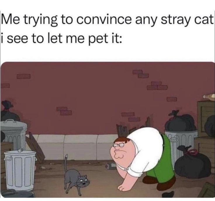 Me trying to convince any stray cat i see to let me pet it: L3