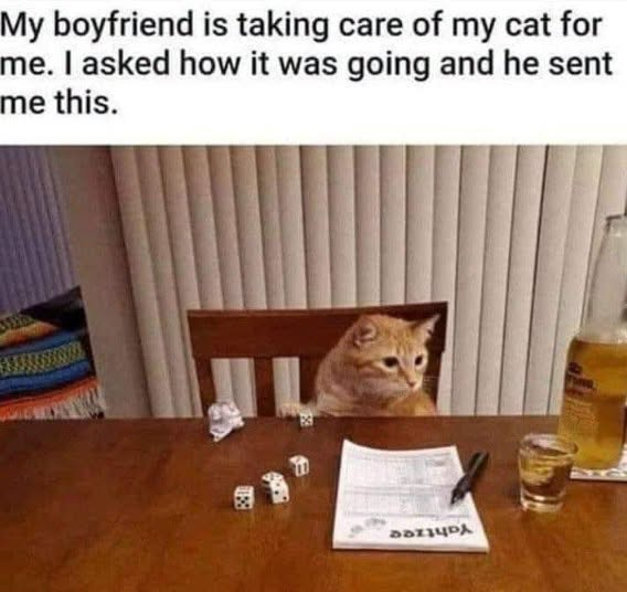 My boyfriend is taking care of my cat for me. I asked how it was going and he sent me this. 1130 ЗОРА
