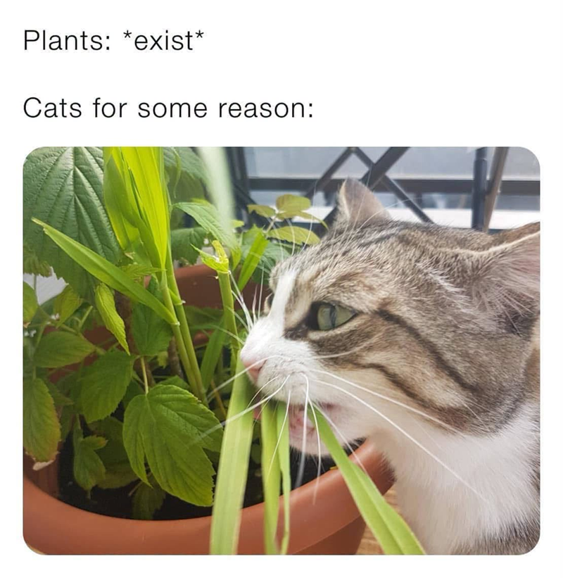 Plants: *exist* Cats for some reason: