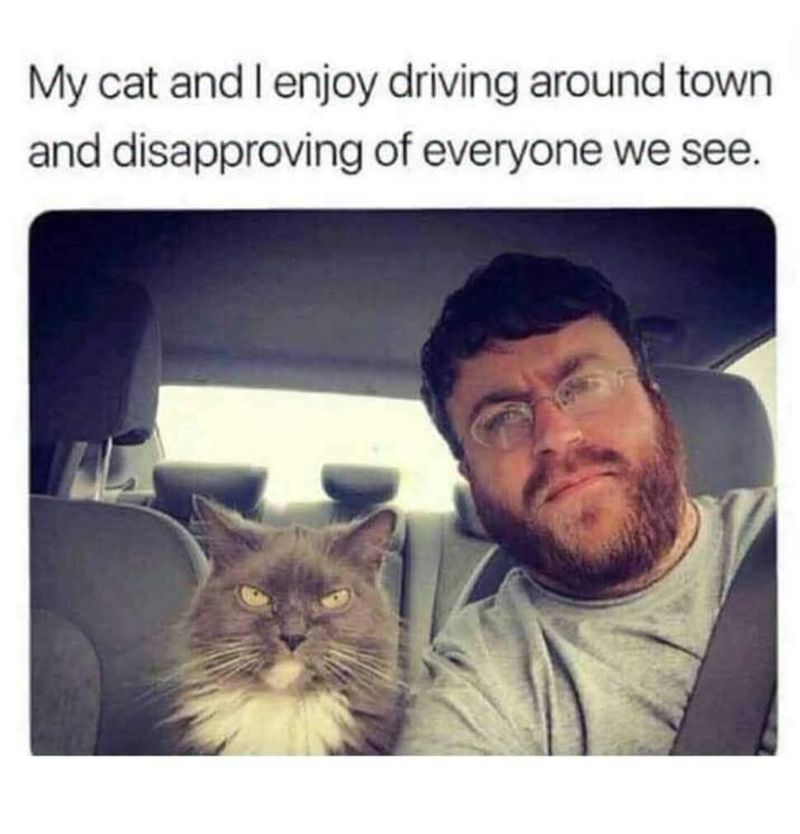 My cat and I enjoy driving around town and disapproving of everyone we see.