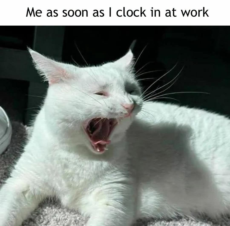 Me as soon as I clock in at work