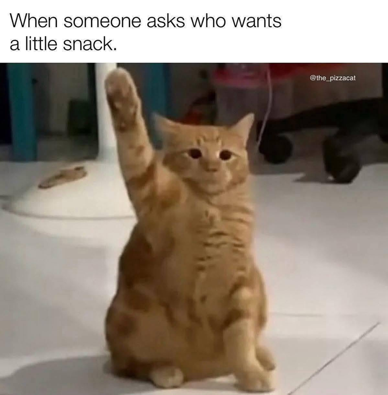 When someone asks who wants a little snack. @the_pizzacat