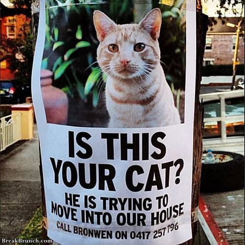 BreakBrunch.com IS THIS YOUR CAT? HE IS TRYING TO MOVE INTO OUR HOUSE CALL BRONWEN ON 0417 257196