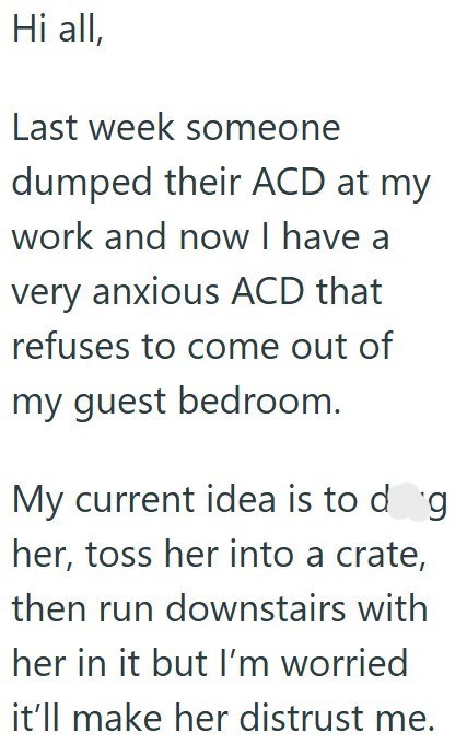 Hi all, Last week someone dumped their ACD at my work and now I have a very anxious ACD that refuses to come out of my guest bedroom. My current idea is to deg her, toss her into a crate, then run downstairs with her in it but I'm worried it'll make her distrust me.
