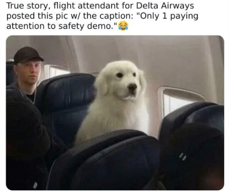 True story, flight attendant for Delta Airways posted this pic w/ the caption: "Only 1 paying attention to safety demo." 11