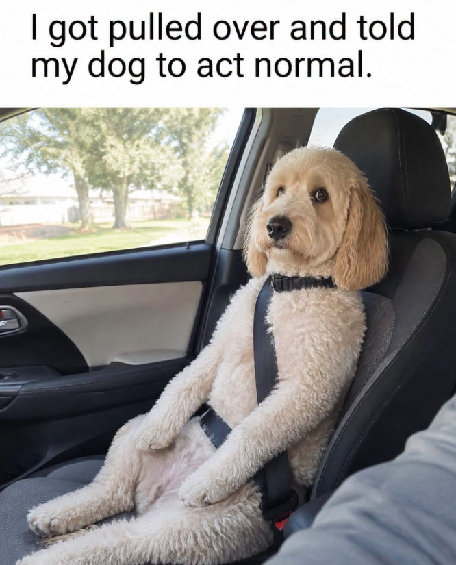 I got pulled over and told my dog to act normal.