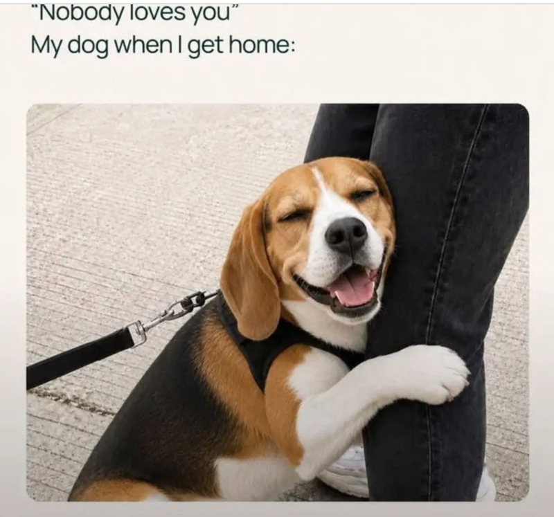 "Nobody loves you" My dog when I get home: