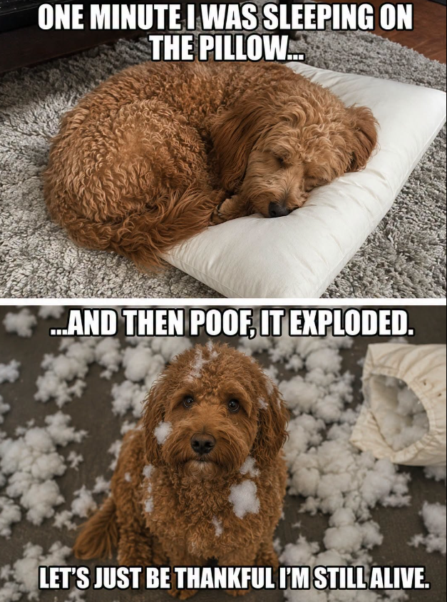 ONE MINUTE I WAS SLEEPING ON THE PILLOW... .....AND THEN POOF, IT EXPLODED. LET'S JUST BE THANKFUL I'M STILL ALIVE.