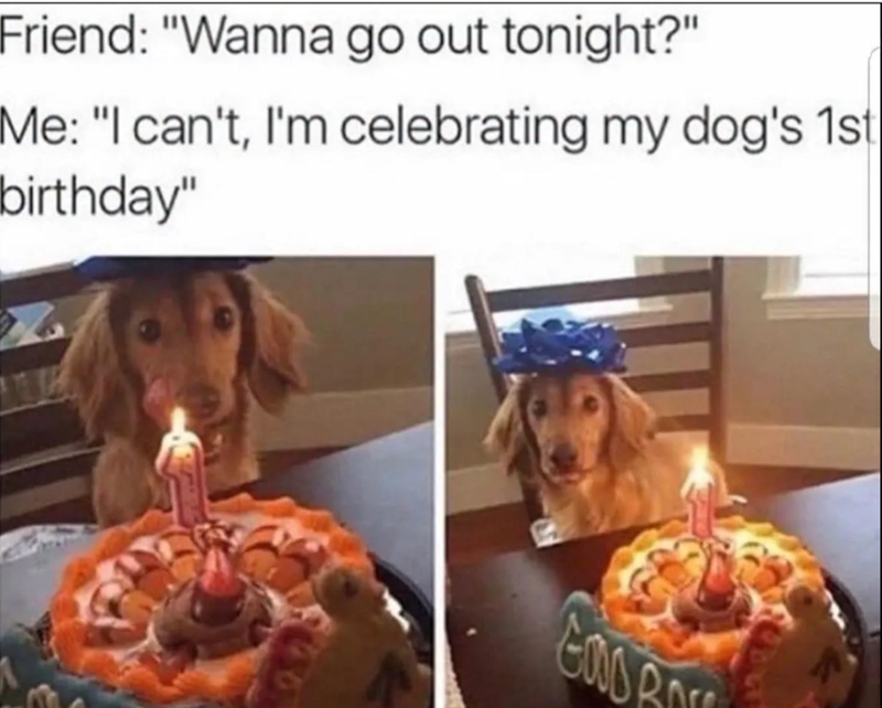 Friend: "Wanna go out tonight?" Me: "I can't, I'm celebrating my dog's 1st birthday" Eabenc
