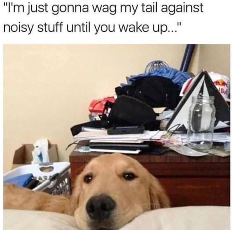 "I'm just gonna wag my tail against noisy stuff until you wake up..." Bu