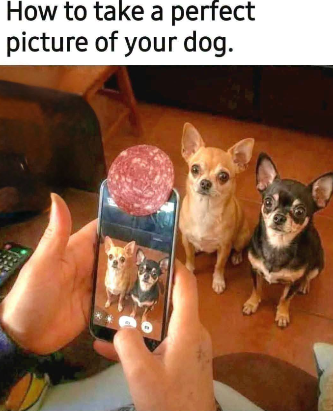 How to take a perfect picture of your dog. By