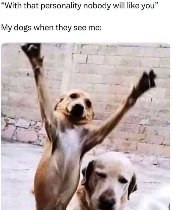 "With that personality nobody will like you" My dogs when they see me: