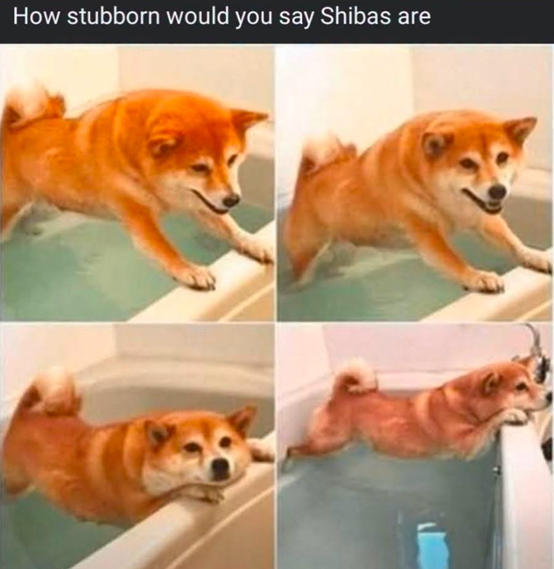 How stubborn would you say Shibas are