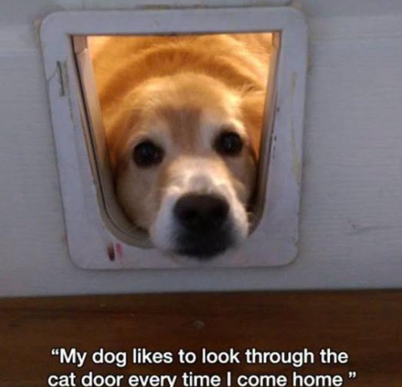 "My dog likes to look through the cat door every time I come home "