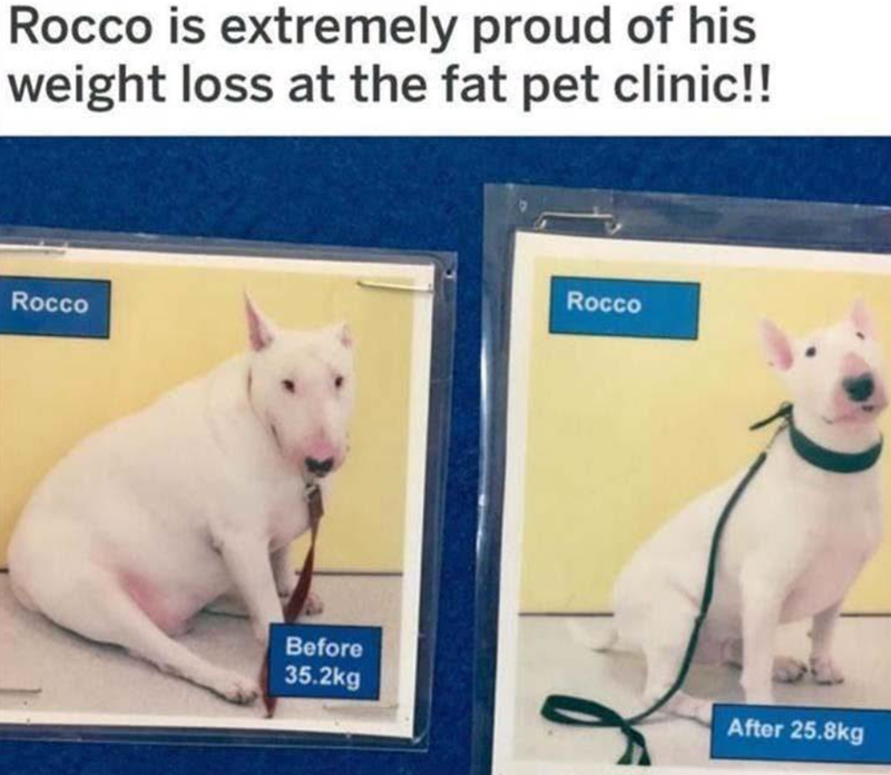 Rocco is extremely proud of his weight loss at the fat pet clinic!! Rocco Rocco Before 35.2kg After 25.8kg