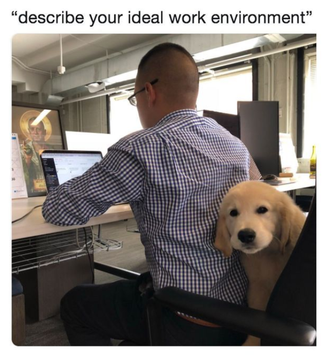 "describe your ideal work environment"