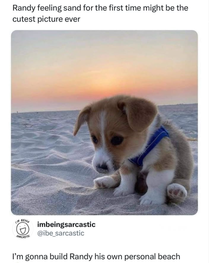 Randy feeling sand for the first time might be the cutest picture ever I'm BEING SARCASTIC imbeingsarcastic @ibe_sarcastic I'm gonna build Randy his own personal beach