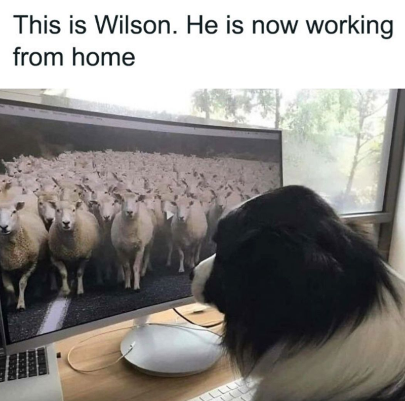 This is Wilson. He is now working from home
