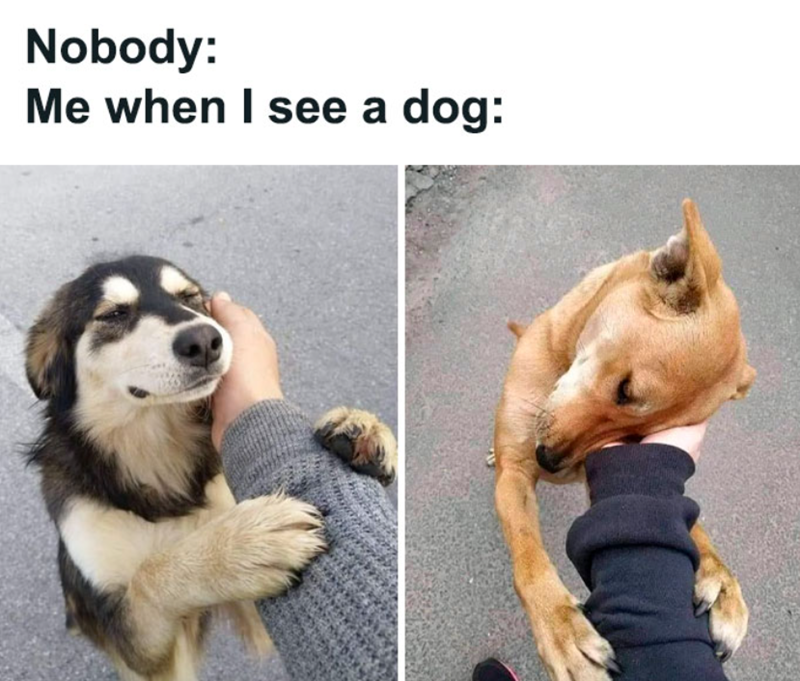 Nobody: Me when I see a dog: