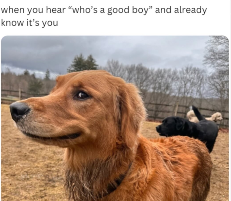 when you hear "who's a good boy" and already know it's you Tai dog