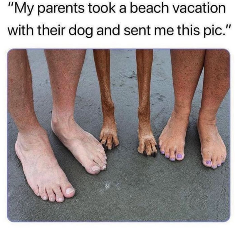 "My parents took a beach vacation with their dog and sent me this pic."
