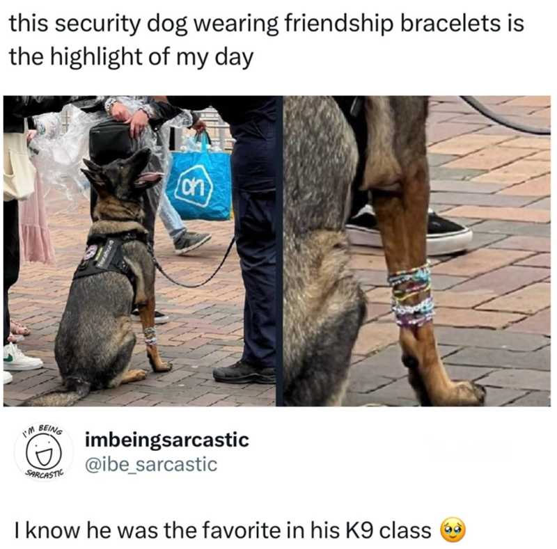 this security dog wearing friendship bracelets is the highlight of my day on I'M BEING SARCASTIC imbeingsarcastic @ibe_sarcastic I know he was the favorite in his K9 class
