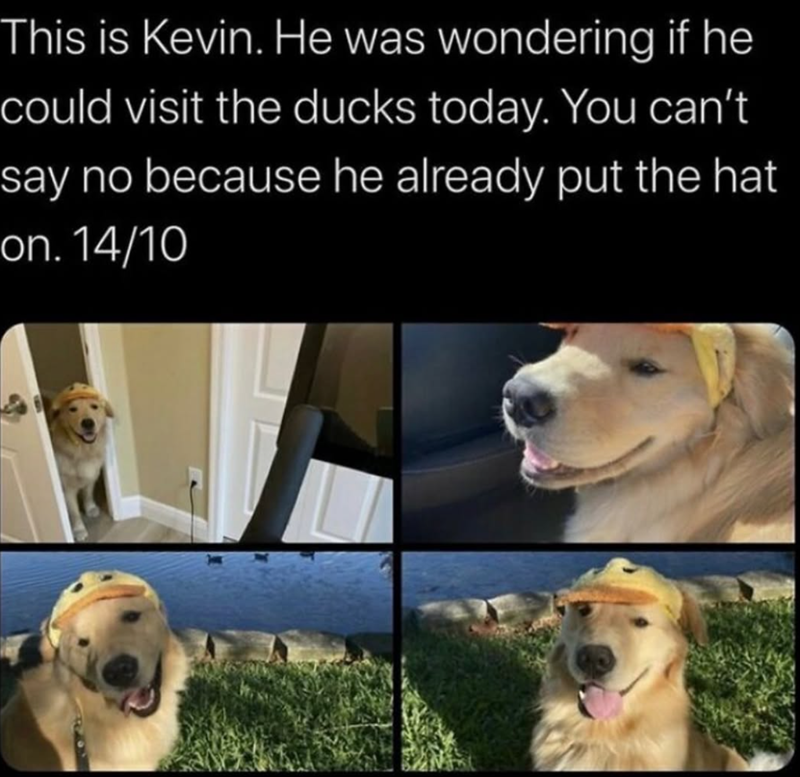 This is Kevin. He was wondering if he could visit the ducks today. You can't say no because he already put the hat on. 14/10