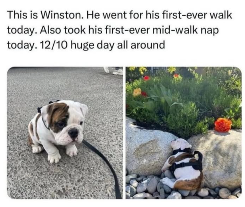 This is Winston. He went for his first-ever walk today. Also took his first-ever mid-walk nap today. 12/10 huge day all around