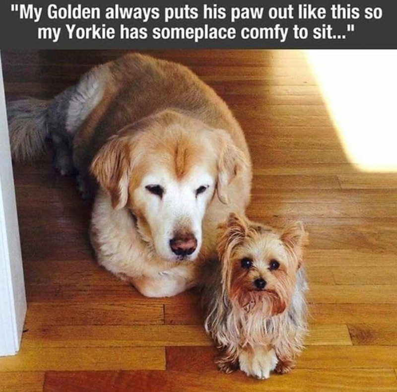"My Golden always puts his paw out like this so my Yorkie has someplace comfy to sit..."