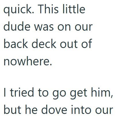 quick. This little dude was on our back deck out of nowhere. I tried to go get him, but he dove into our