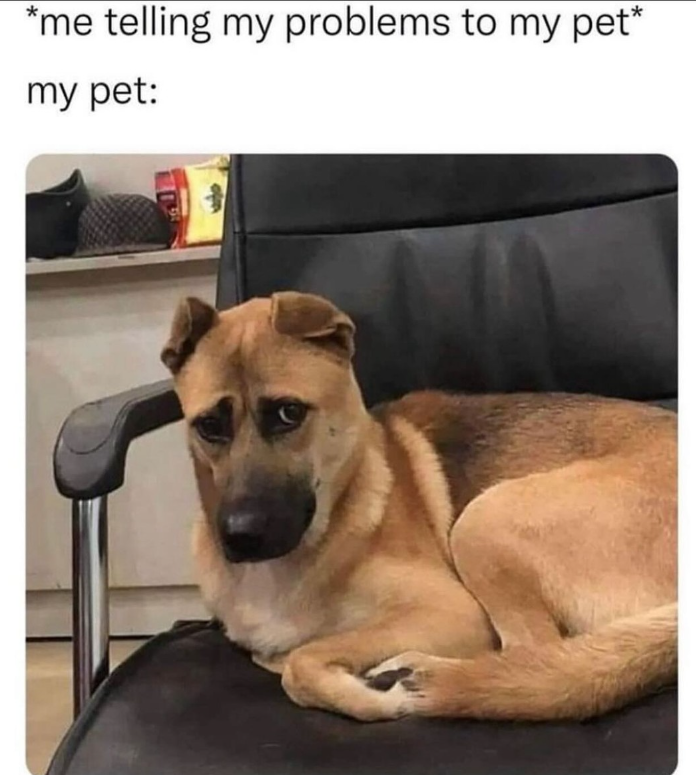 *me telling my problems to my pet* my pet: