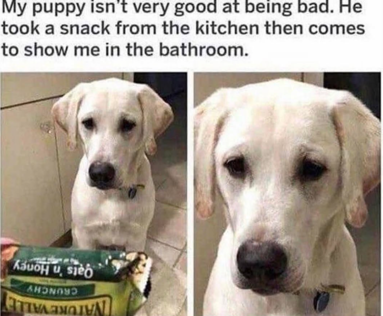 My puppy isn't very good at being bad. He took a snack from the kitchen then comes to show me in the bathroom. AHUNAND