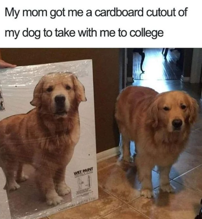 My mom got me a cardboard cutout of my dog to take with me to college WET PAINT MONIC Ostrowski 174 31